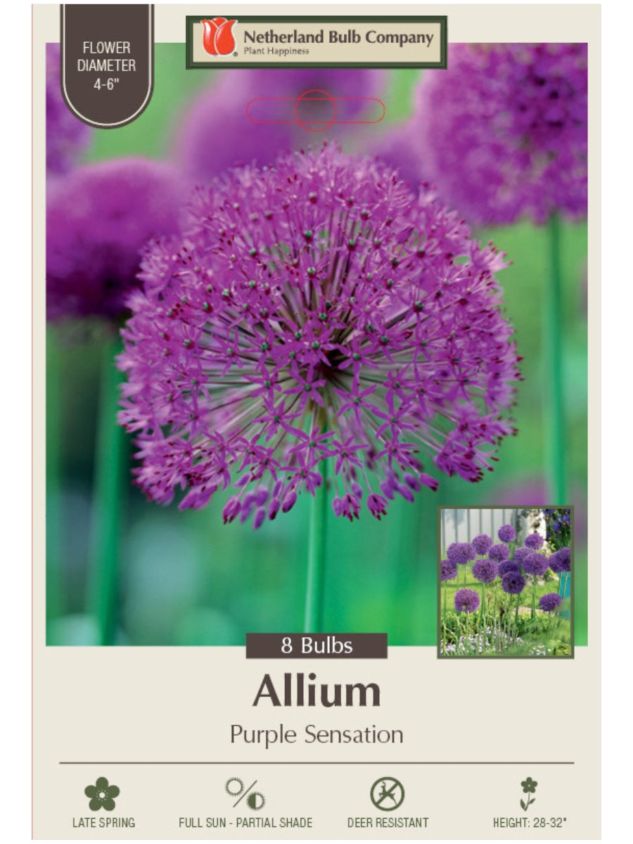 Allium 'Purple Sensation' - Bulb Pack